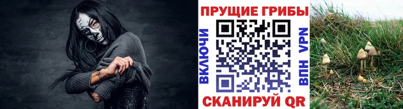 даркнет сайт  Змеиногорск  Галлюциногенные грибы Psilocybe 
